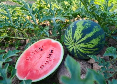 吃瓜河南网红福建女友,河南网红与福建女友的甜蜜瓜田生活  第3张